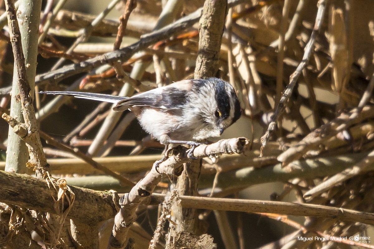 Long-tailed Tit - ML51746401