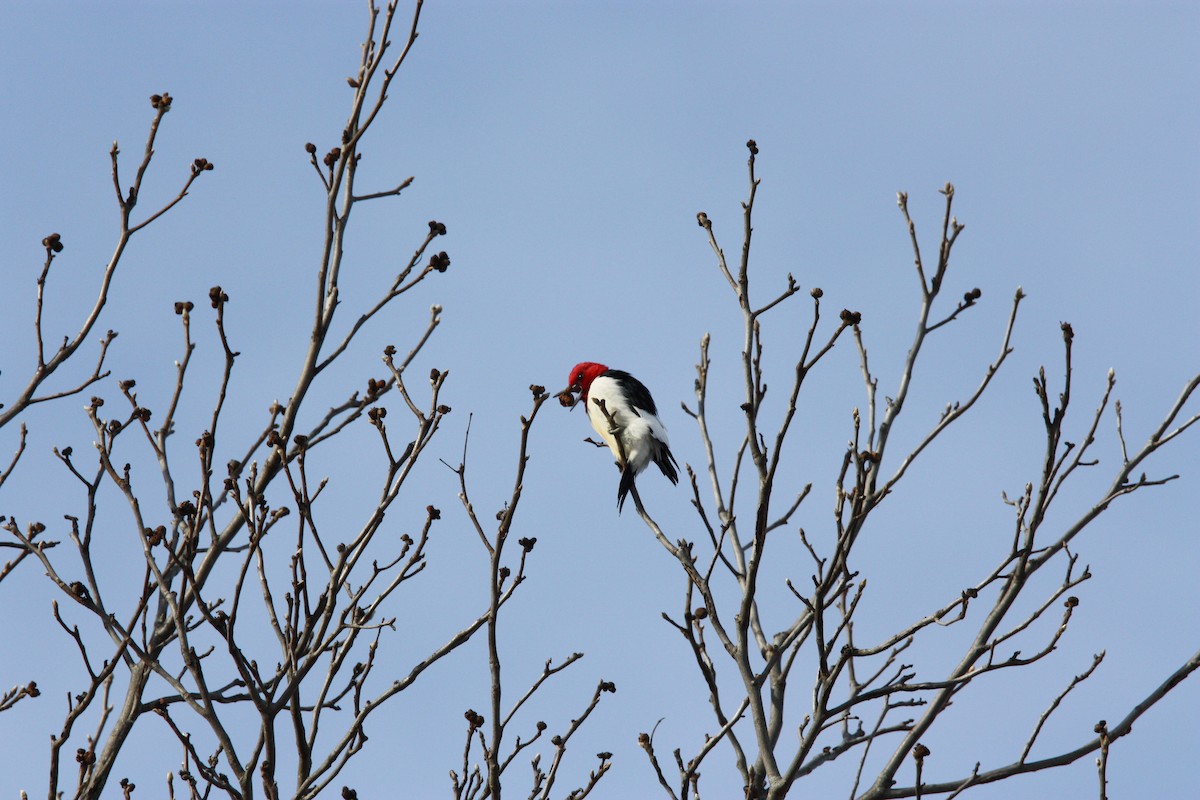 Red-headed Woodpecker - ML517464271