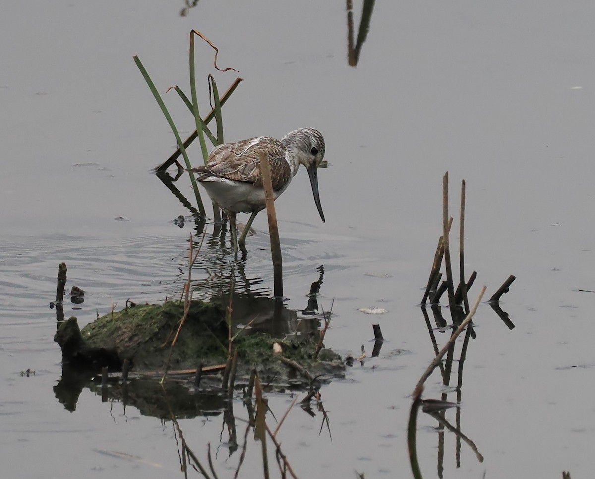 Common Greenshank - ML517464301