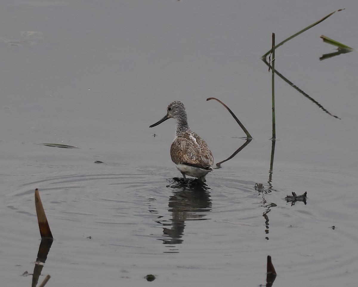 Common Greenshank - ML517464311