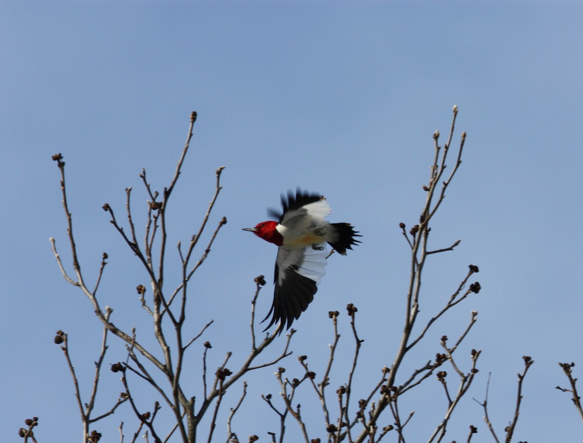 Red-headed Woodpecker - ML517464341