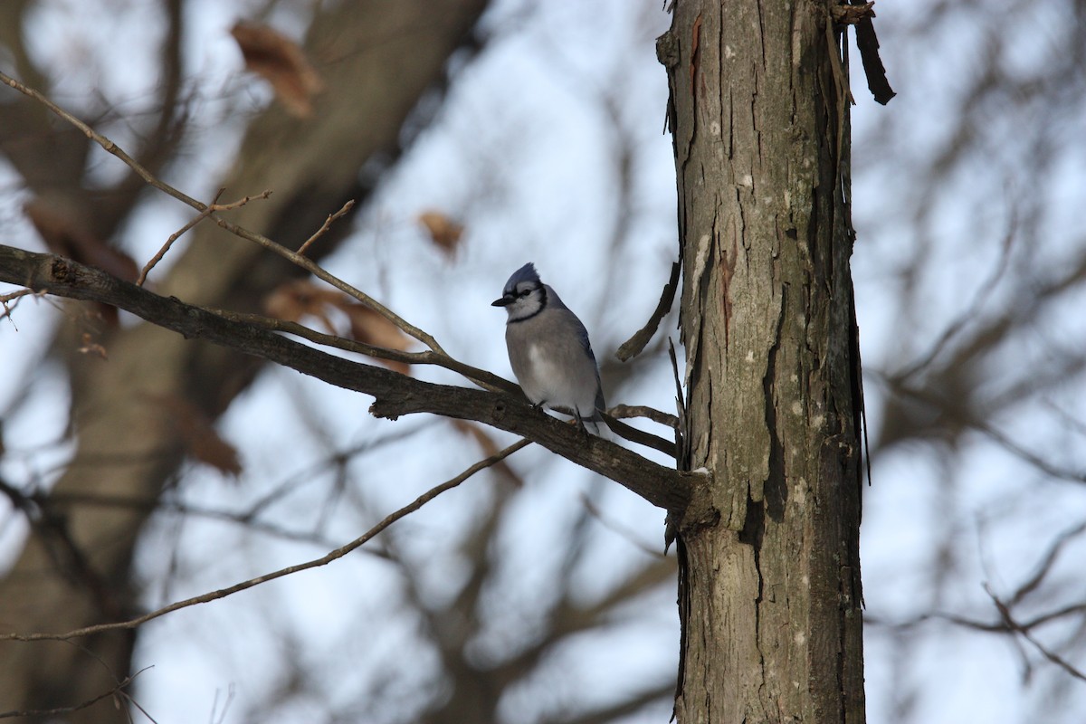 Blue Jay - ML517464861