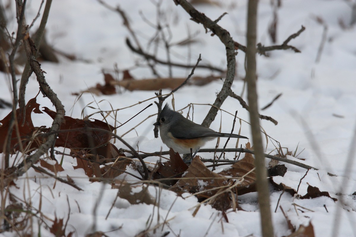 Tufted Titmouse - ML517465251