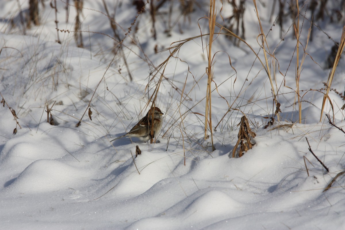 American Tree Sparrow - ML517465291