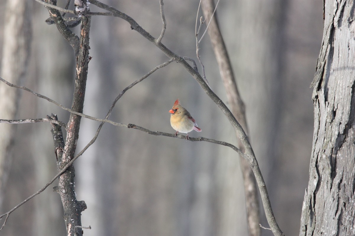 Northern Cardinal - ML517465331