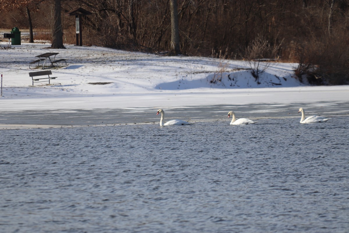 Cygne tuberculé - ML517465421