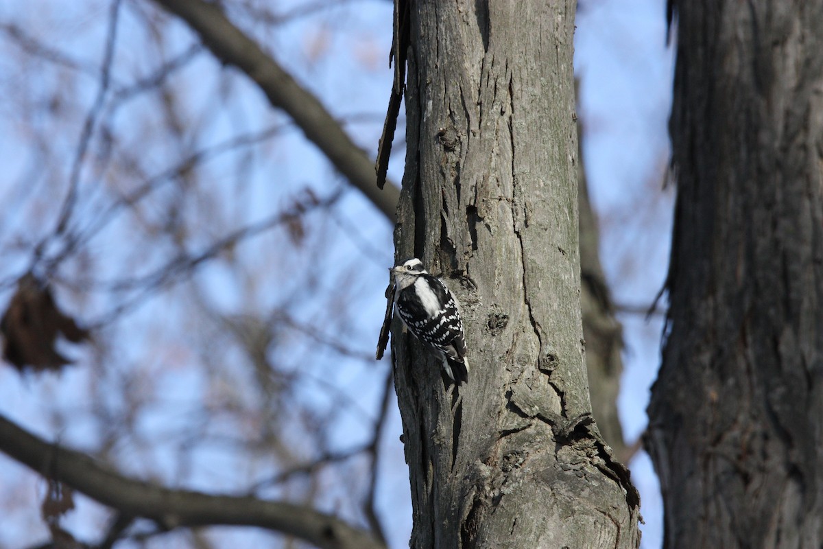 Downy Woodpecker - ML517465951