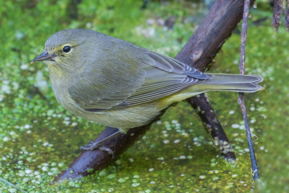 Orange-crowned Warbler - ML517466471