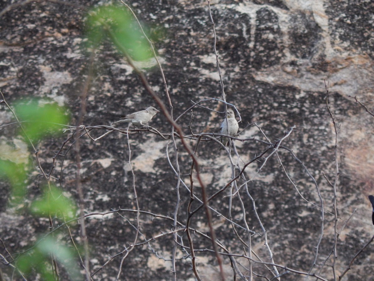 Yellow-throated Sparrow - ML51746661