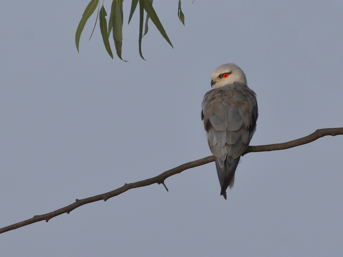 Black-winged Kite - ML517467381