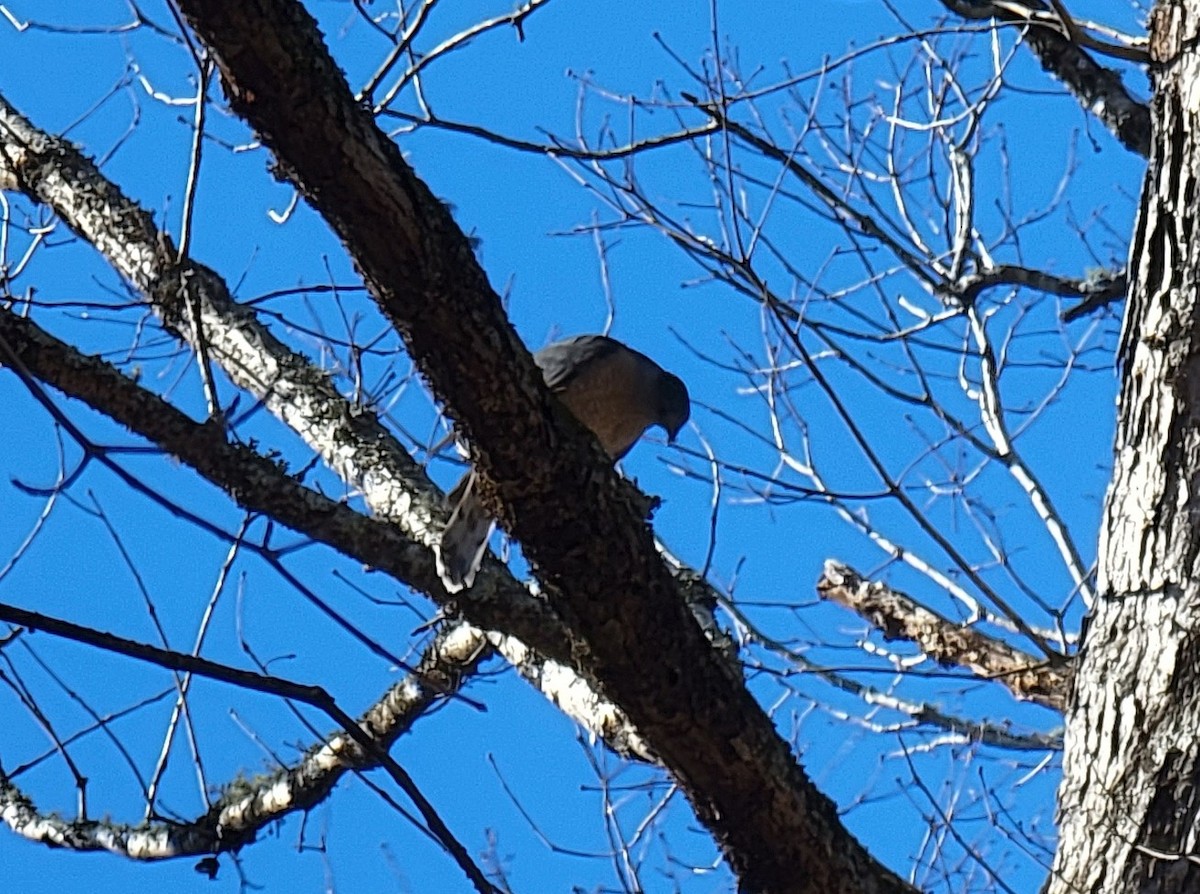 Cooper's Hawk - ML517467671