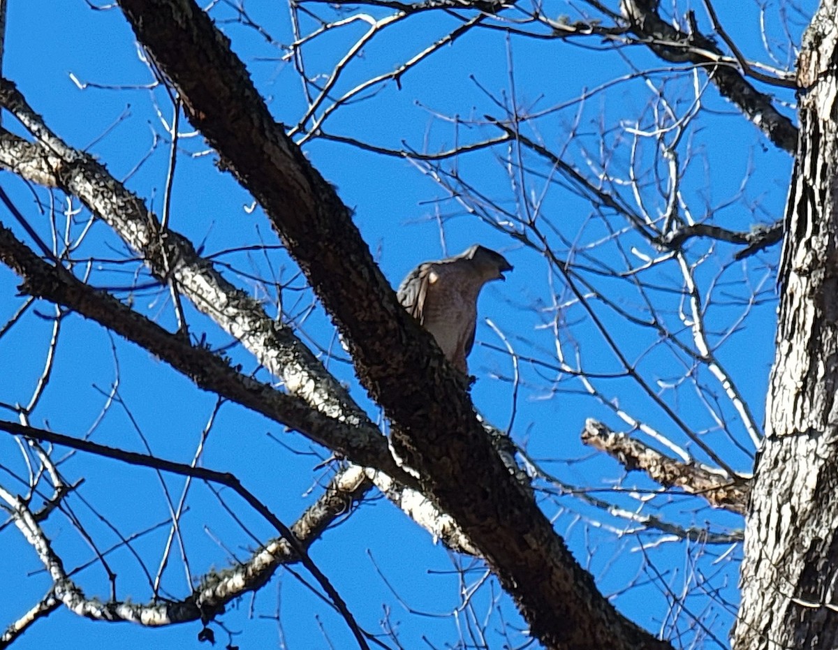 Cooper's Hawk - ML517467681