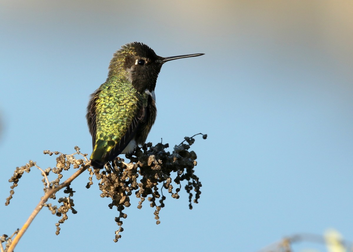 Anna's Hummingbird - ML517467761