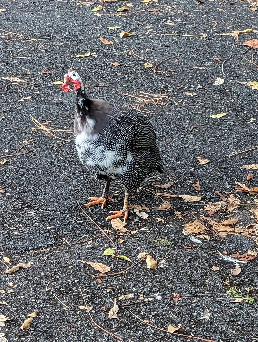 Helmeted Guineafowl (Domestic type) - ML517468891