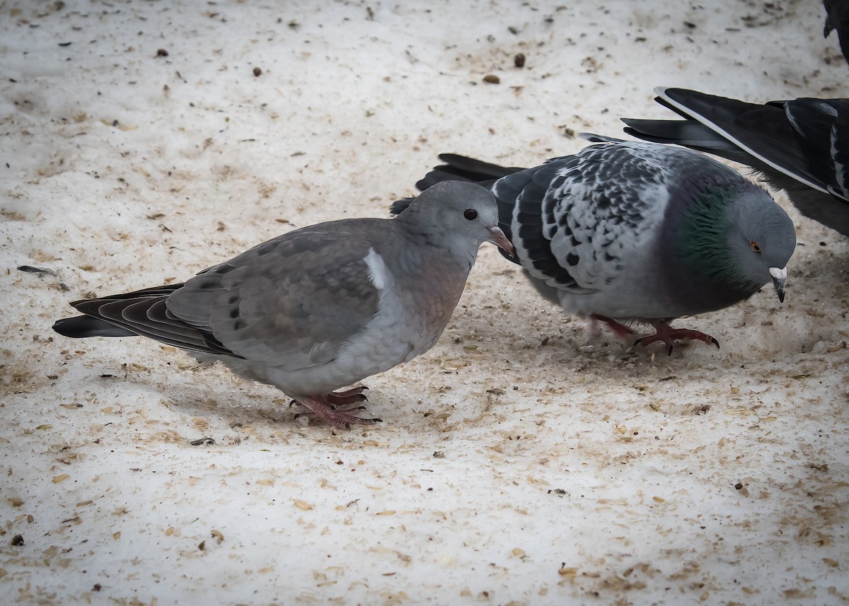 Stock Dove - ML517471821