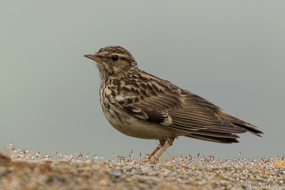 Wood Lark - ML51747481