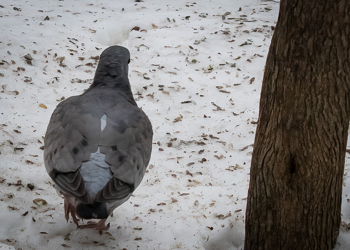 Stock Dove - ML517474811