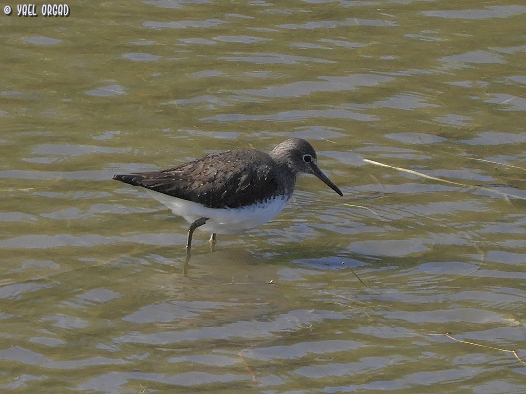 Green Sandpiper - yael orgad