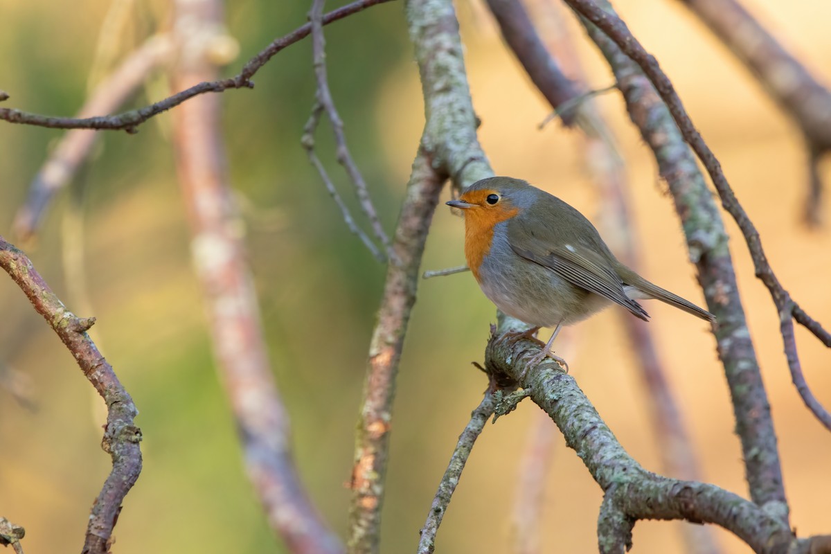 European Robin - ML517477031