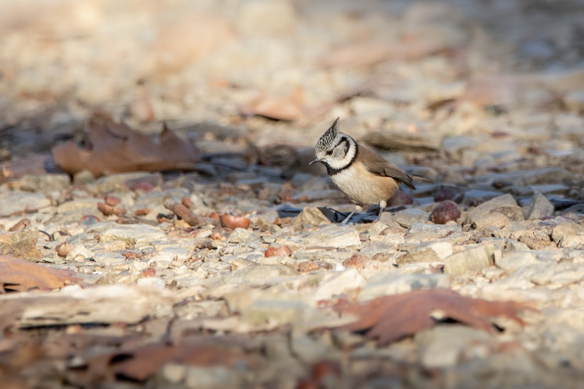 Crested Tit - ML517477061