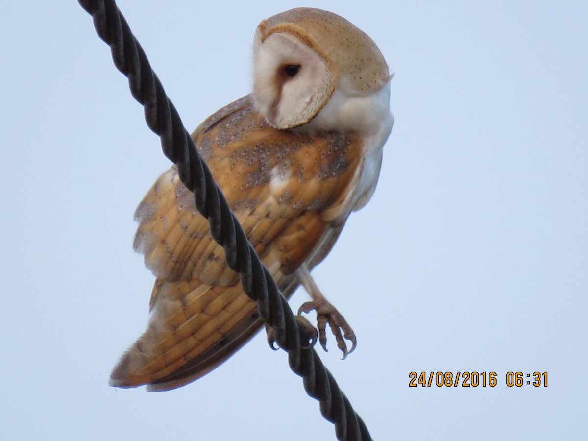 Barn Owl - ML517477071