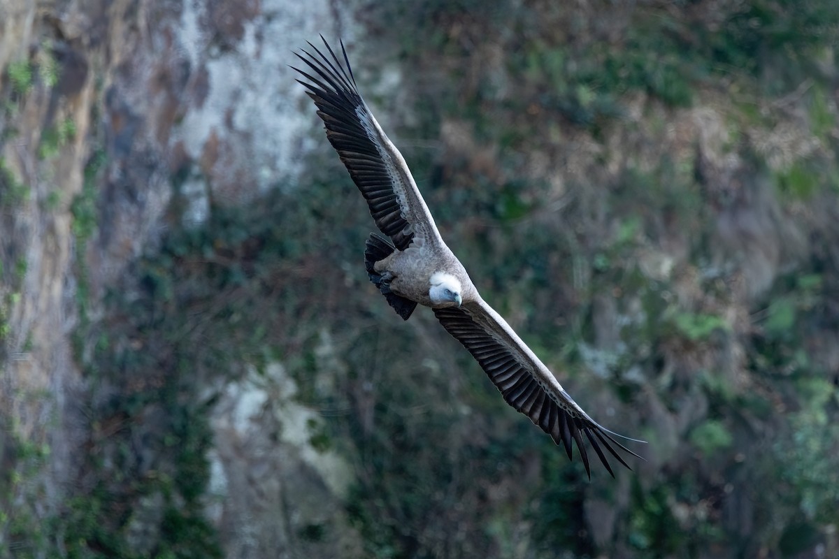 Eurasian Griffon - Aimar Hernández Merino