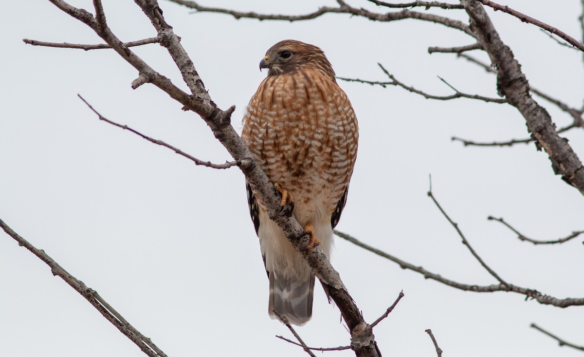 Red-shouldered Hawk - ML517477631