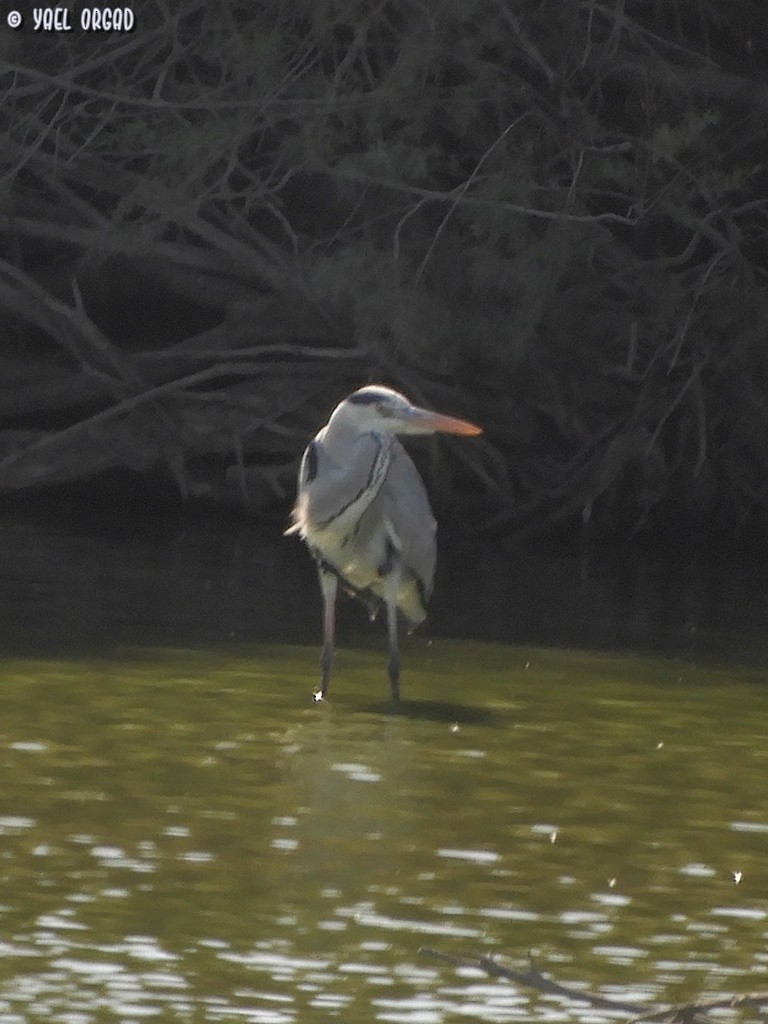 Gray Heron - yael orgad