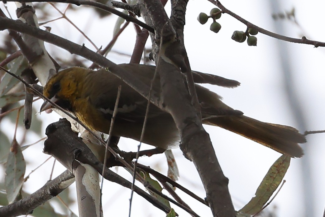 Bullock's Oriole - ML517477721