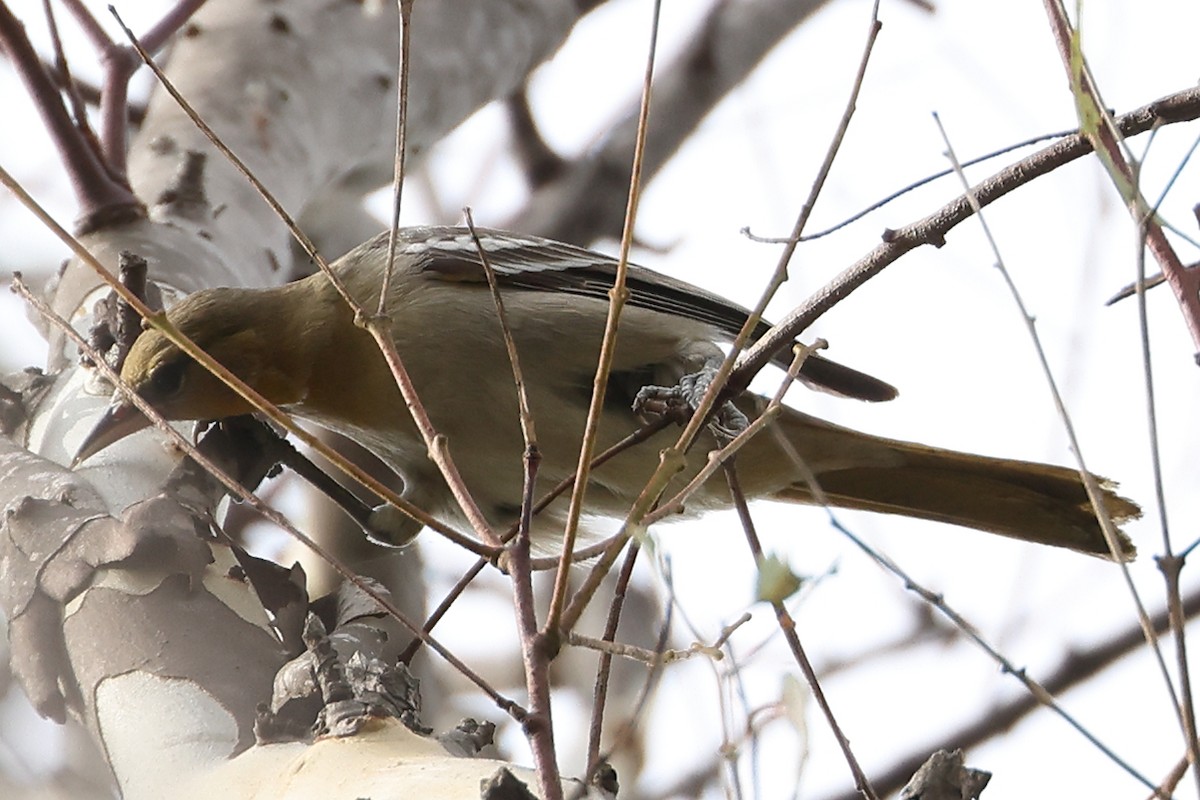 Bullock's Oriole - Frank Gilliland