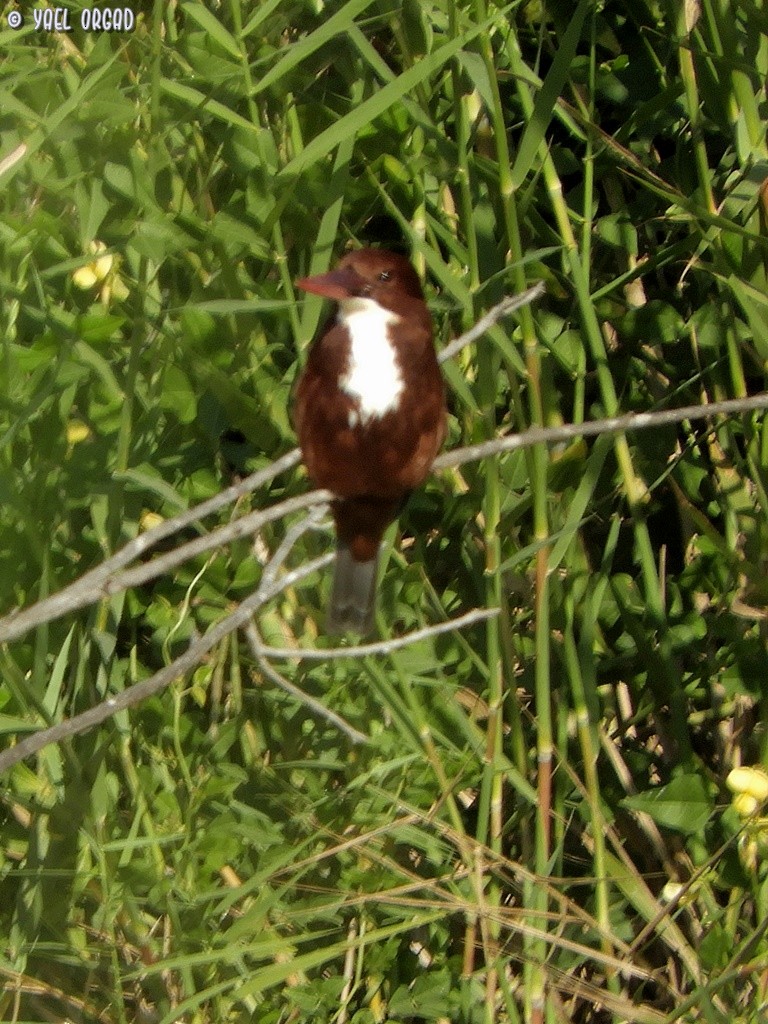 White-throated Kingfisher - yael orgad