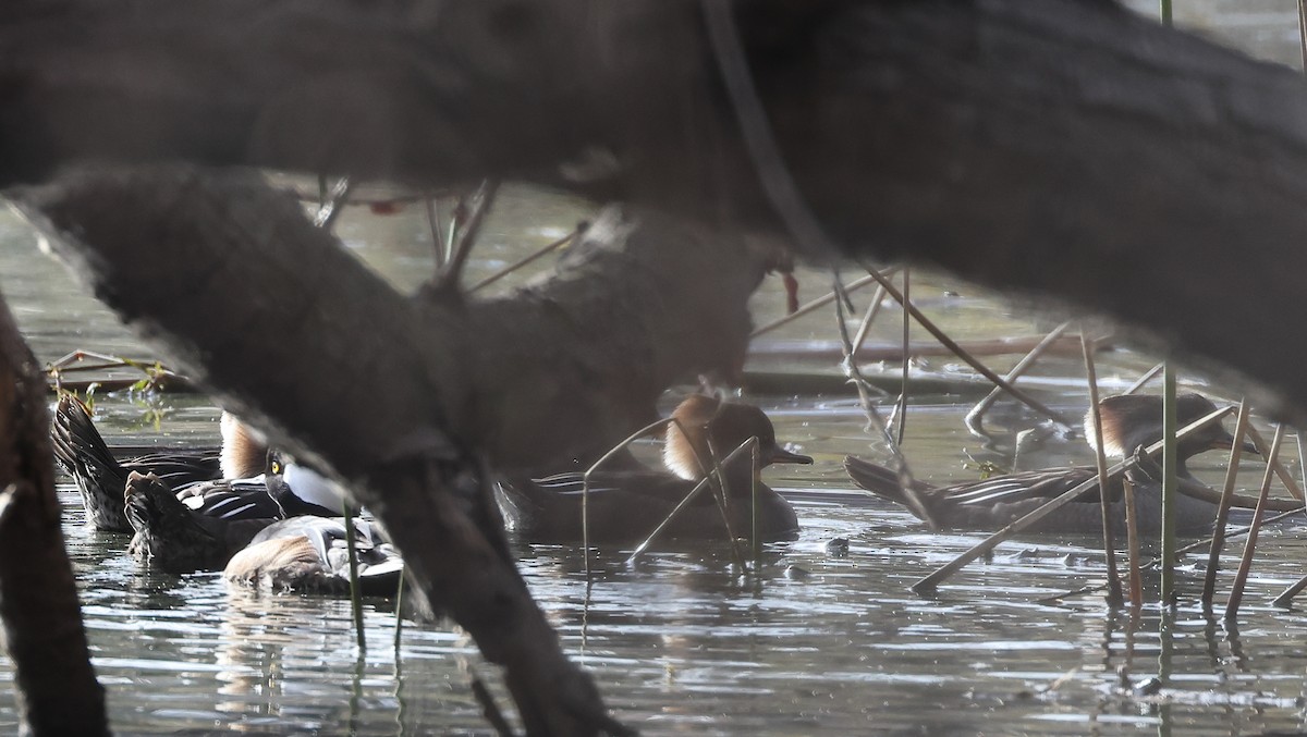 Hooded Merganser - Frank Gilliland