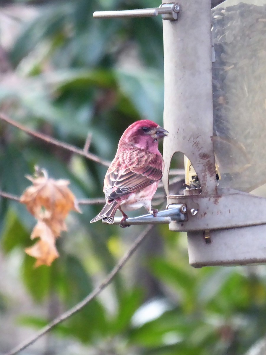 Purple Finch (Eastern) - ML517478001