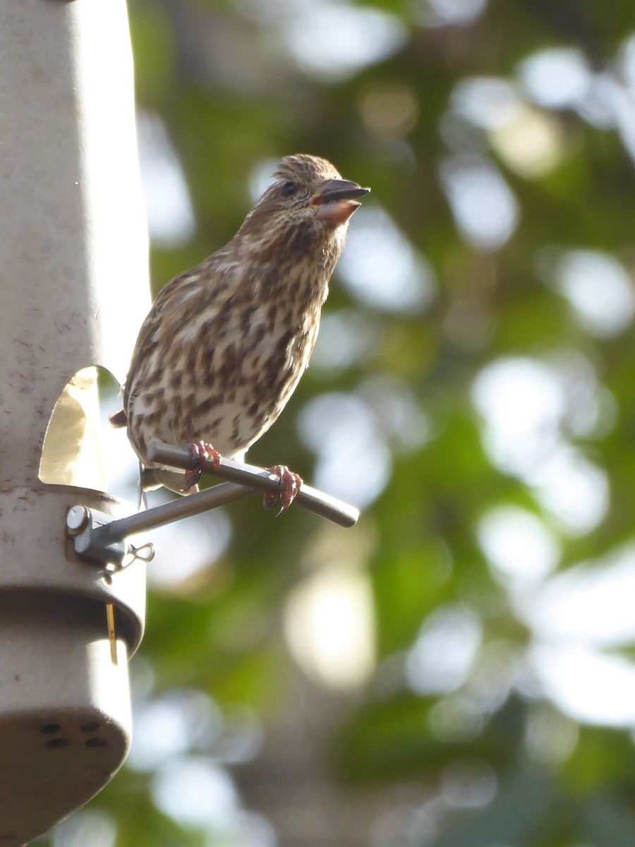 Purple Finch (Eastern) - Eric Cormier