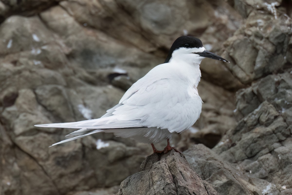 White-fronted Tern - ML517478881