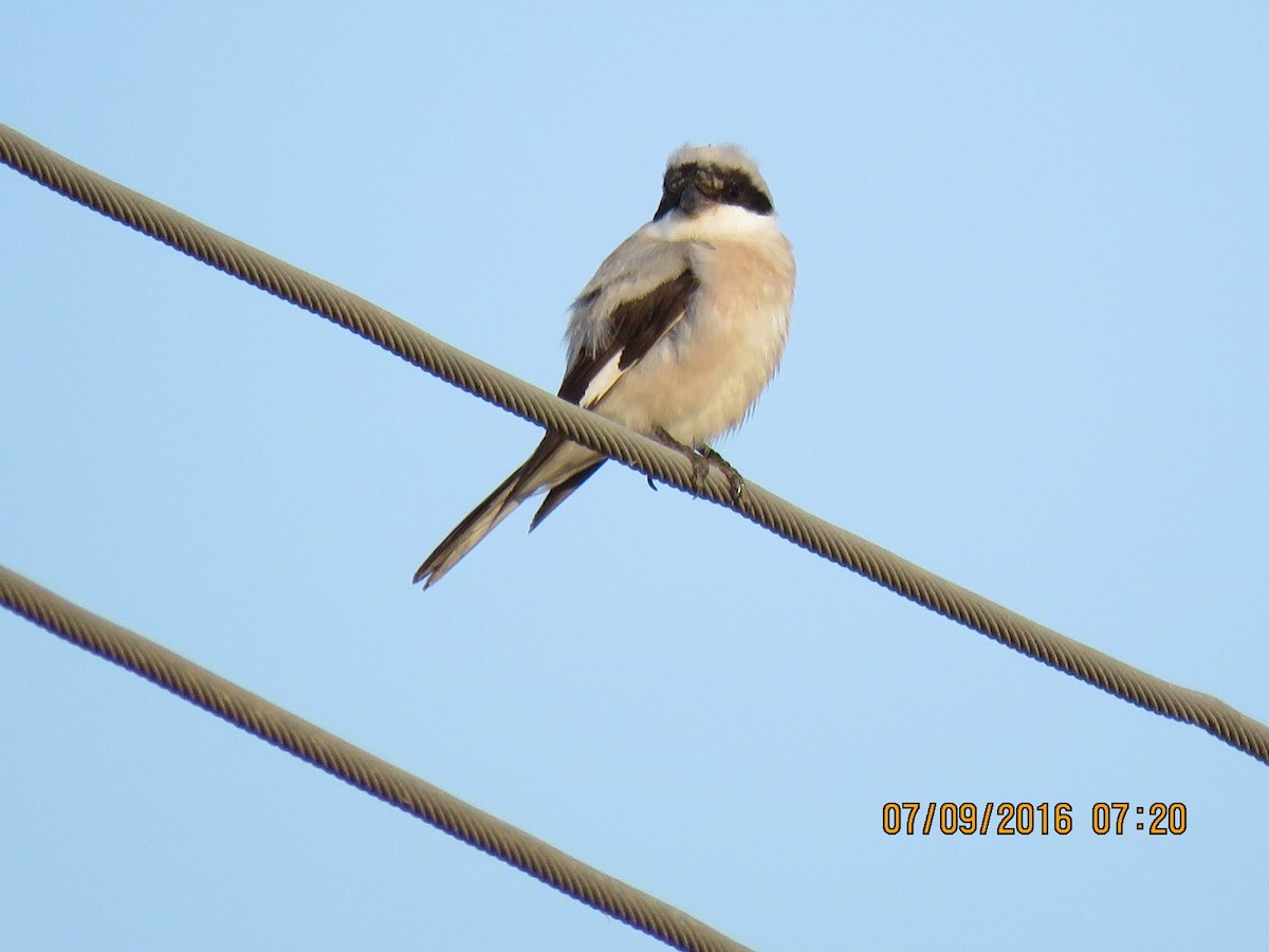 Lesser Gray Shrike - ML517480861