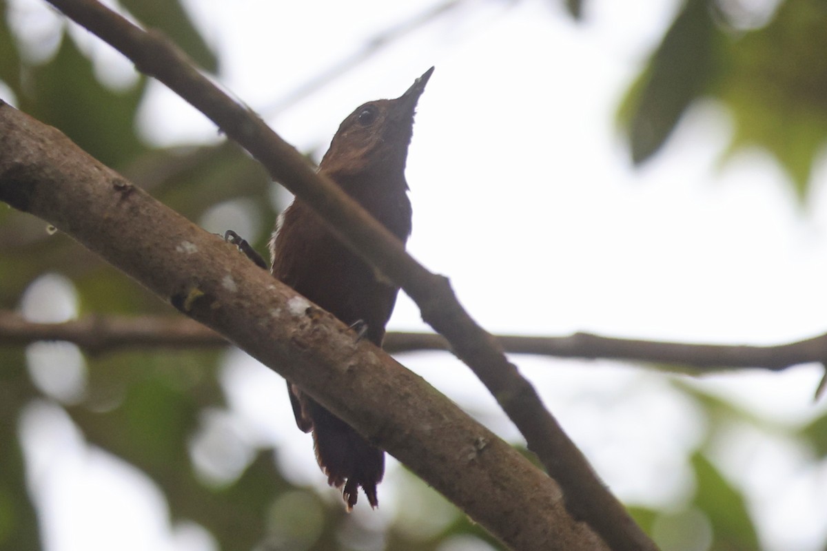 Smoky-brown Woodpecker - ML517481631