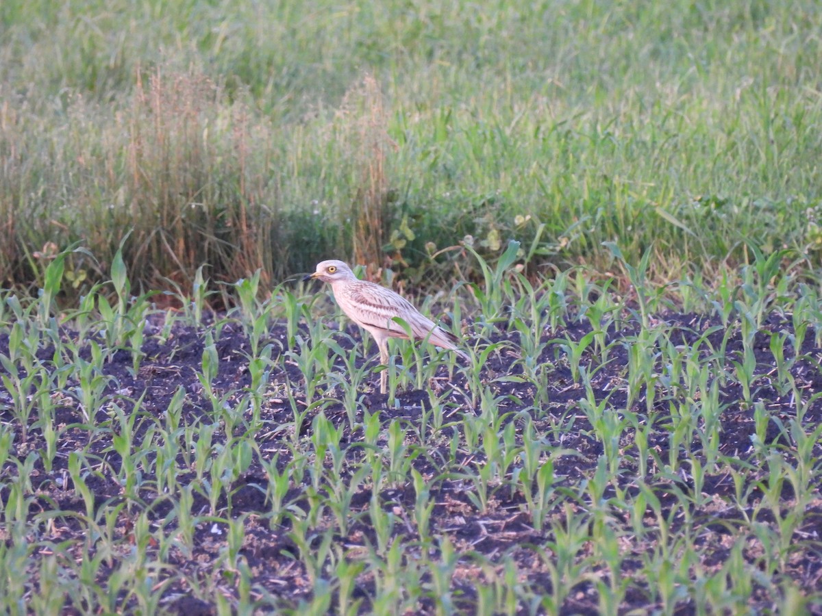 dytík úhorní - ML517481821