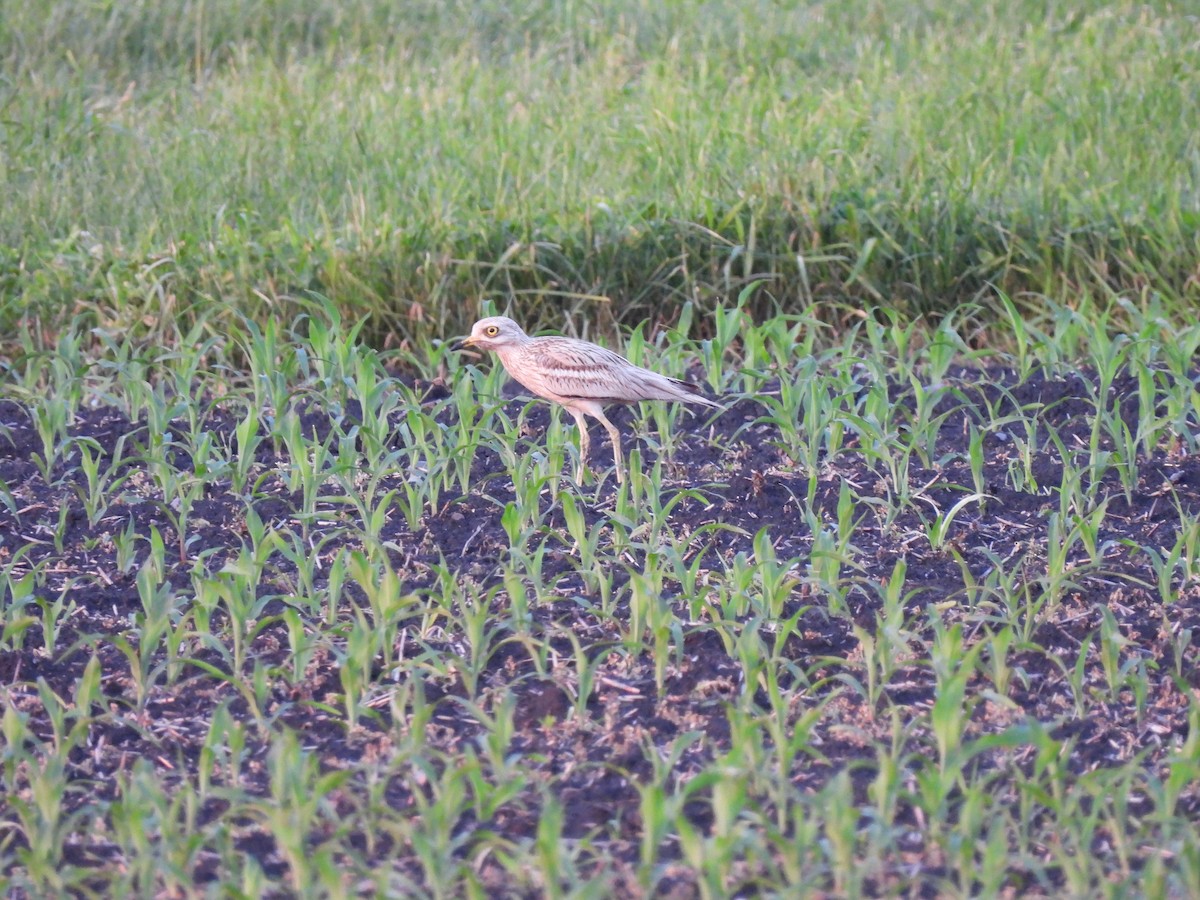 dytík úhorní - ML517481831