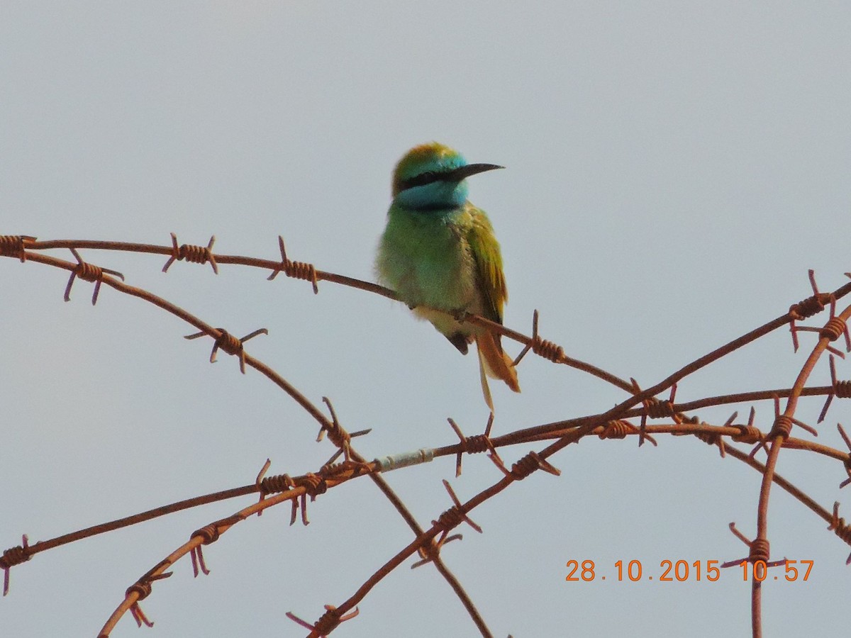 Arabian Green Bee-eater - ML517481951