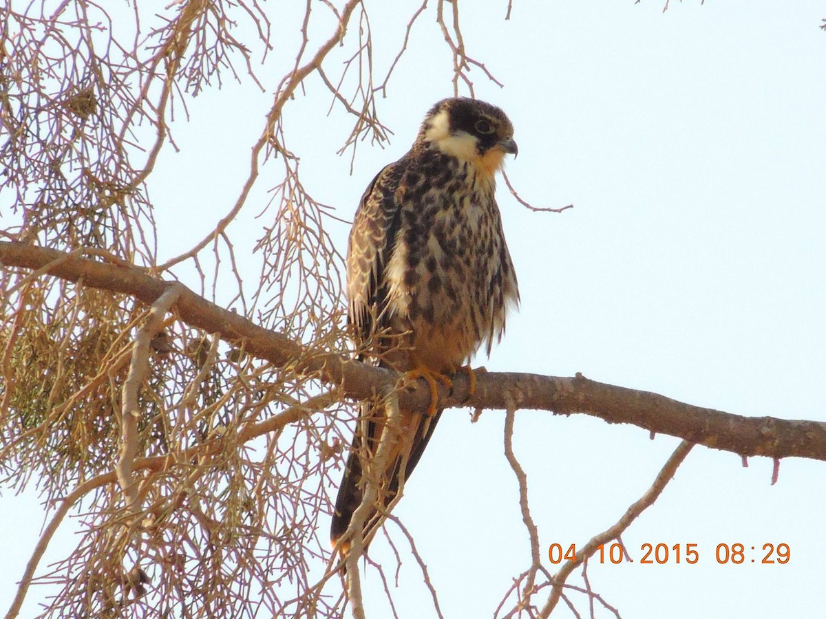 Eurasian Hobby - ML517482581