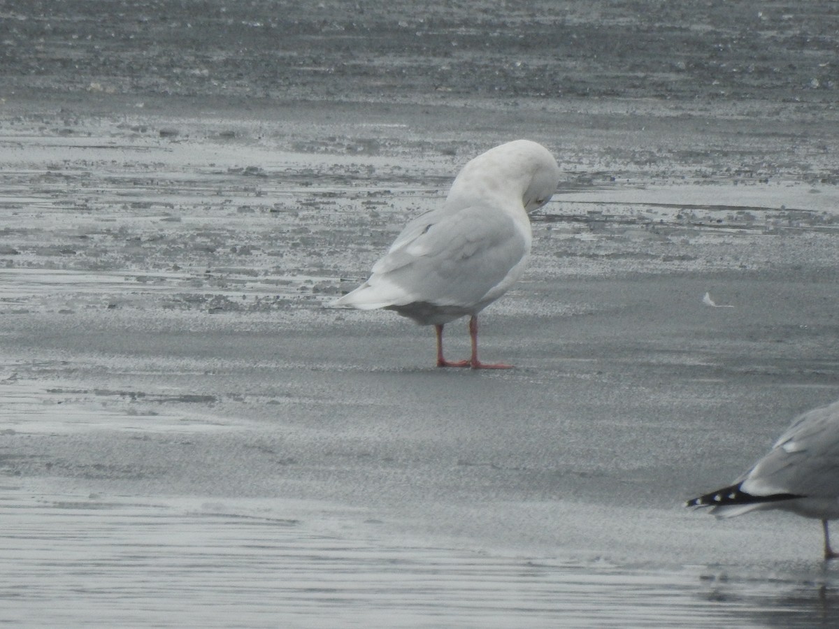 Glaucous Gull - ML517482741