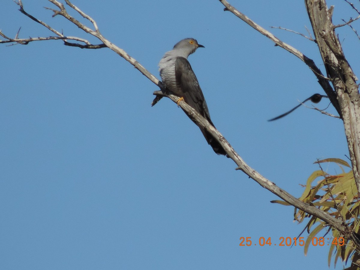 Common Cuckoo - ML517483951