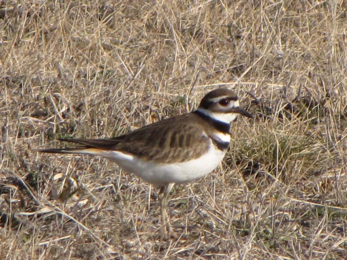 Killdeer - ML51748421