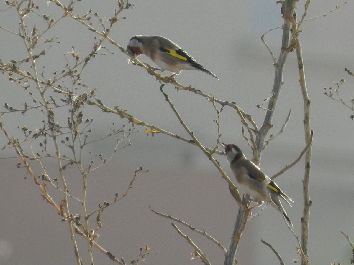 European Goldfinch - ML517485181