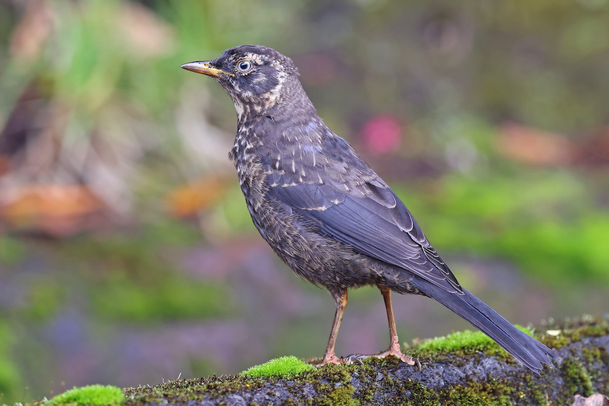 Sooty Thrush - ML517485211