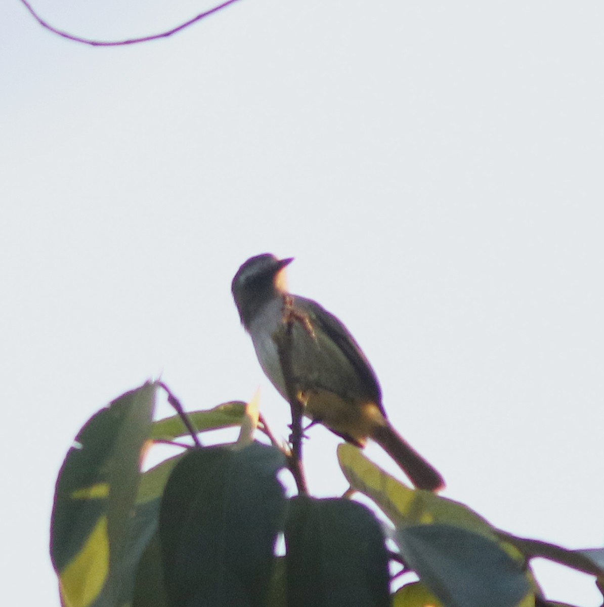 Piratic Flycatcher - ML517485901