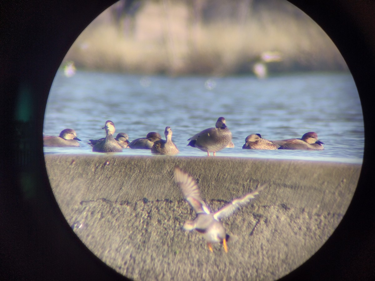 Gadwall - ML517486161