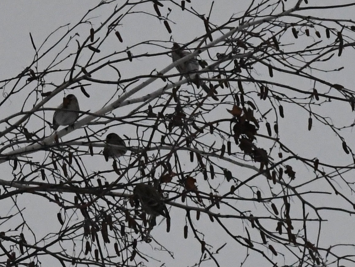 Redpoll (Common) - ML517486271