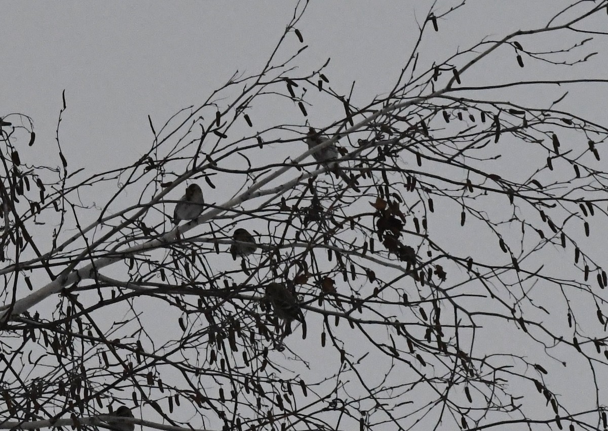 Redpoll (Common) - ML517486281
